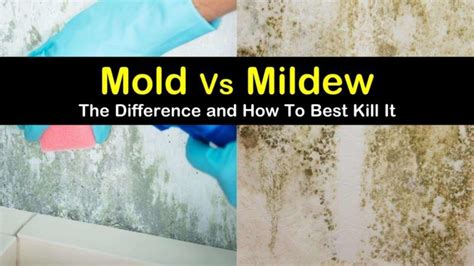 The Cost Efficiency of Using Magic Mold Remover in Your Home